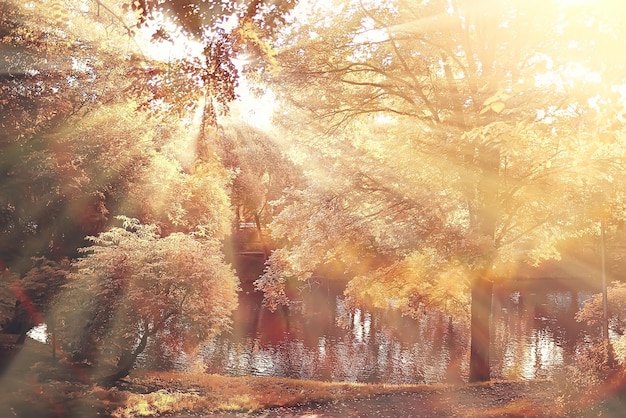 paisaje otoñal / rayos de sol en los árboles de otoño. Atardecer en el bosque con hojas amarillas. Verano indio para dar un paseo en el parque de otoño. Deslumbramiento y rayos de sol concepto de paisaje en la naturaleza