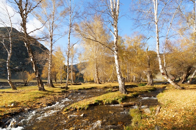 El paisaje otoñal de la República de Altai Siberia Rusia