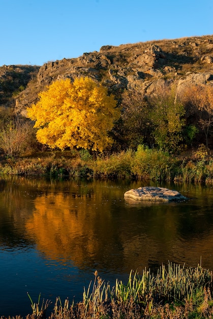 Paisaje otoñal con río y gran árbol amarillo