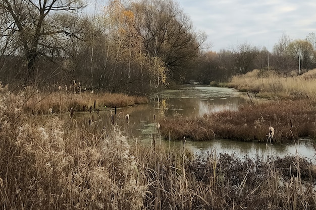 Paisaje otoñal con río sinuoso fluye entre espadañas secas y árboles sin hojas en la orilla