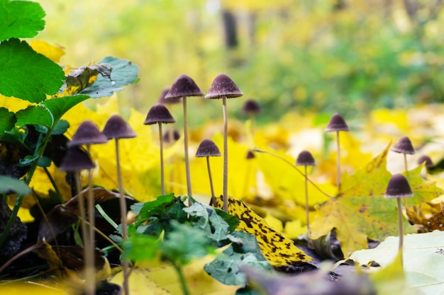 Paisaje otoñal con setas del bosque en hojas caídas. Fondo de la naturaleza