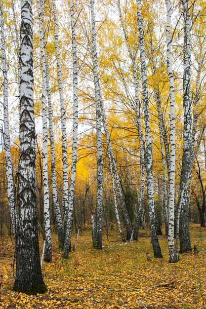 Paisaje otoñal con una vista de los troncos de abedules y hojas caídas en un bosque de abedules