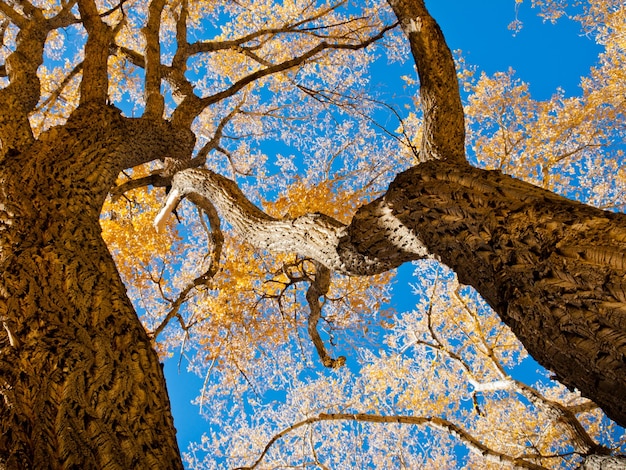 Paisaje otoñal en Zapata Ranch, Colorado.