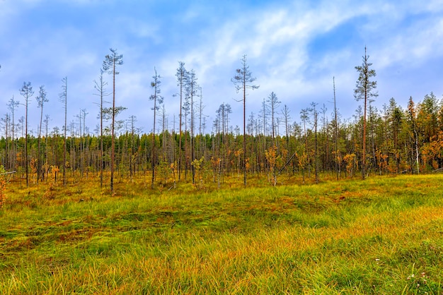 Paisaje otoñal de una zona pantanosa en el norte