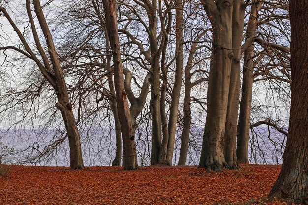 Paisaje de otoño con árboles