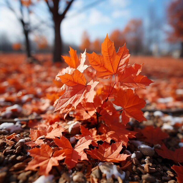 El paisaje de otoño del arce