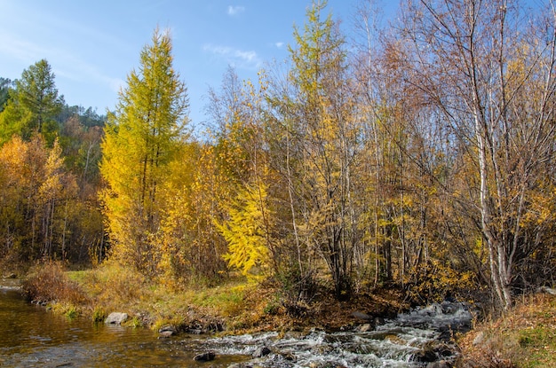 Foto paisaje de otoño arroyo bosque mixto hojas amarillas cielo azul