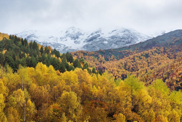 Paisaje de otoño con bosque de abedul en las montañas