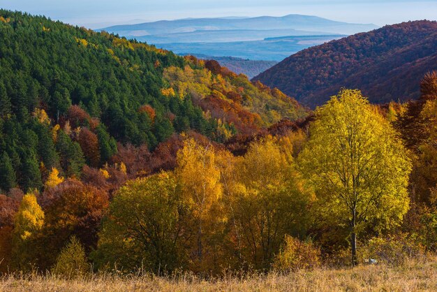 Paisaje de otoño bosque colorido