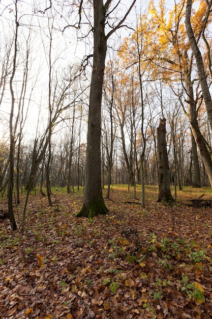 Paisaje de otoño en un bosque o parque con árboles desnudos