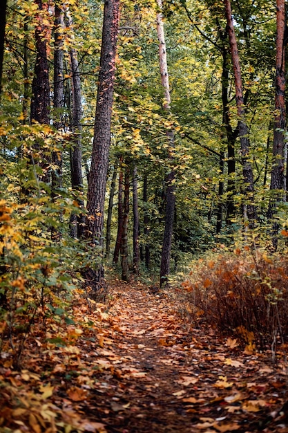 Paisaje otoño bosque Otoño Camino del bosque otoño Camino misterioso Octubre paisaje natural Escena del sendero del bosque