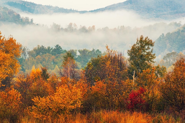 Paisaje de otoño brumoso