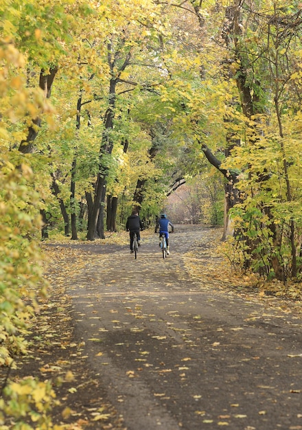 paisaje de otoño, camino en el bosque