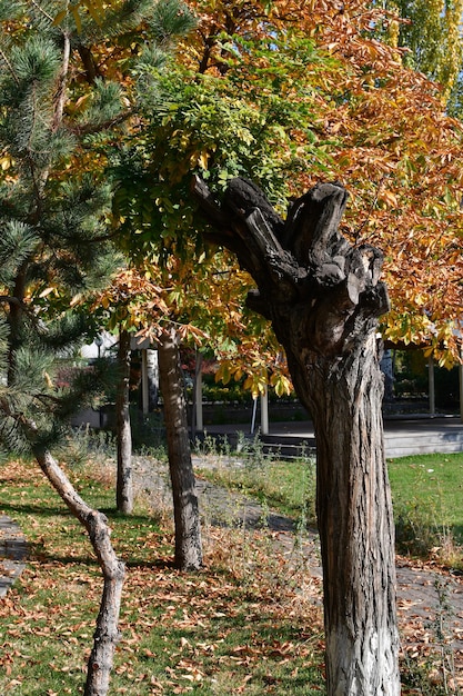 Paisaje de otoño de la ciudad. Árboles con hojas amarillas en la plaza de la ciudad.