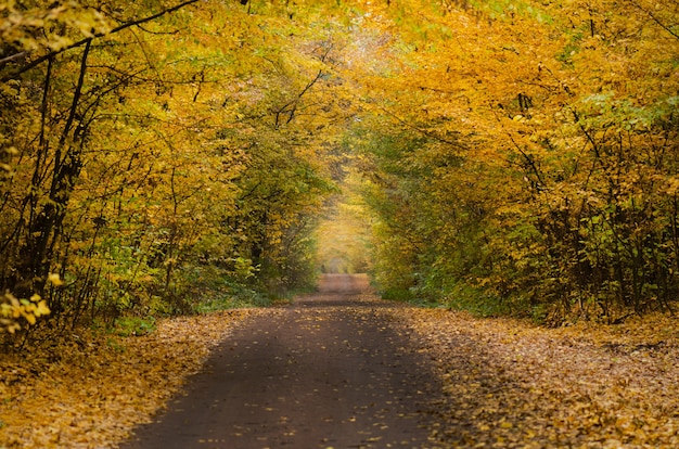 Paisaje de otoño con coloridos árboles foliageof otoño. Camino de otoño colorido en el bosque. Camino a través del parque en otoño