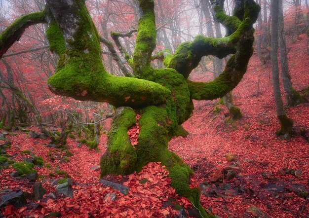 Foto paisaje de otoño con haya y hojas rojas en el bosque hayedo de la pedrosa segovia