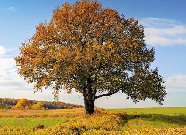 Paisaje de otoño con hierba amarilla