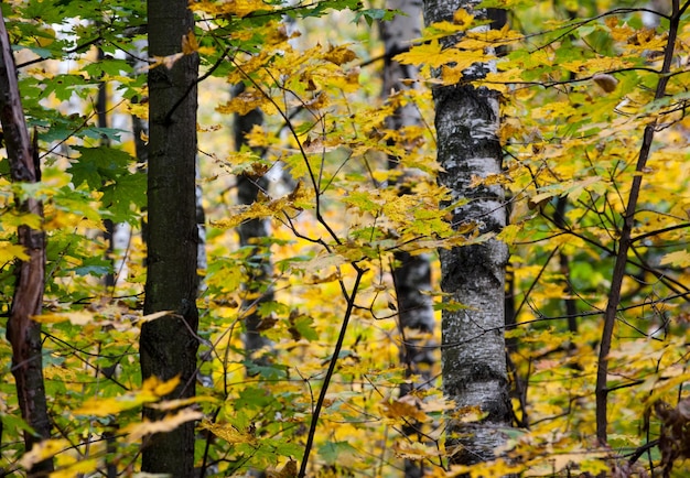 Paisaje de otoño Hojas amarillas en las ramas de los árboles