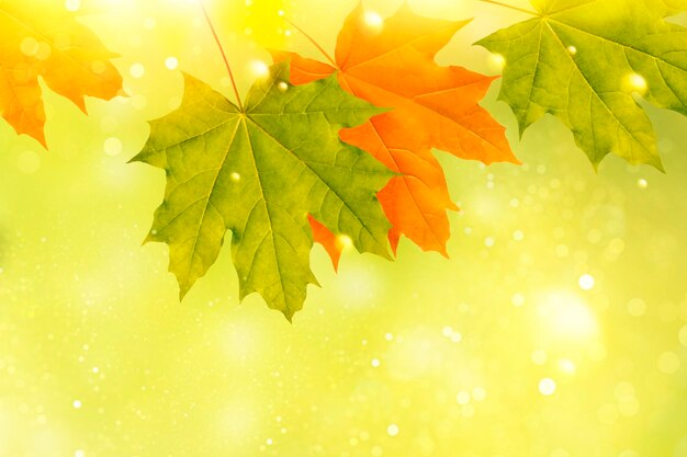 paisaje de otoño con hojas de colores brillantes follaje de verano indio