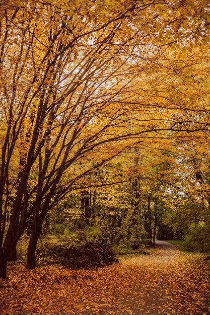 paisaje de otoño hojas doradas en el parque parque de otoño