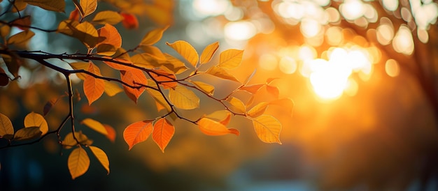 Foto paisaje de otoño con hojas naranjas y amarillas en la rama con luz del sol de la mañana en el fondo de otoño