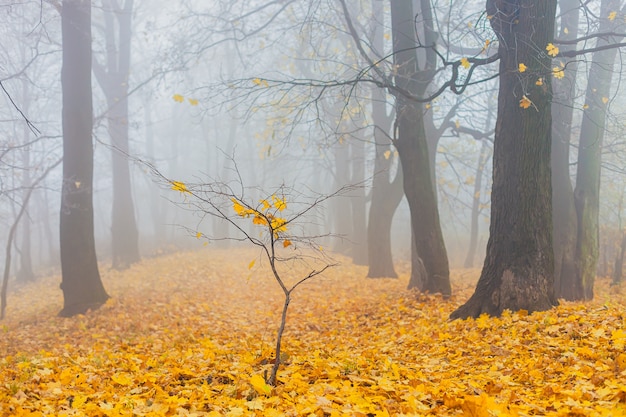 Paisaje de otoño por la mañana en el parque