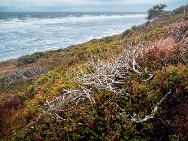 Paisaje de otoño minimalista con arbustos de bayas silvestres en la costa norte