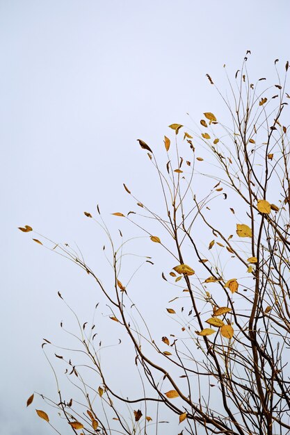 Paisaje de otoño minimalista, hojas de otoño secas raras en las ramas de los árboles contra un cielo azul nublado.