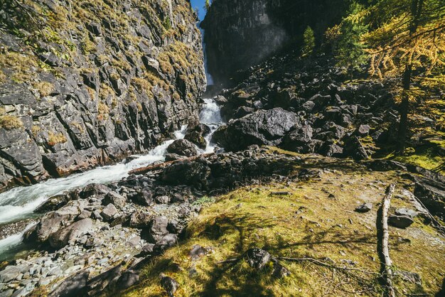 Foto paisaje de otoño de montaña con gran cascada vertical y alerces amarillos. gran cascada en desfiladero estrecho y alerces dorados en colores otoñales. alta caída vertical de agua y árboles de coníferas en otoño