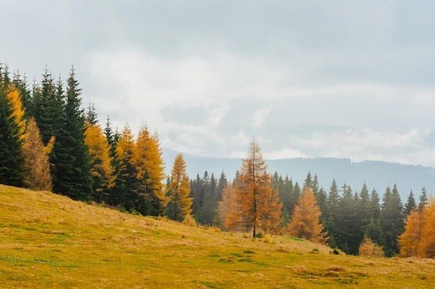 paisaje otoño en las montañas bosque de coníferas de color amarillo y verde en el pino de los Cárpatos