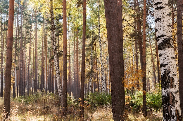 Paisaje de otoño El otoño iluminado por el sol mezcla bosque caducifolio-conífero.