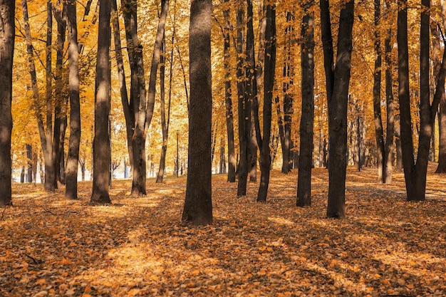 Paisaje de otoño en el parque en un cálido día soleado muchas hojas doradas brillando en el sol la época de la caída de las hojas Minsk Bielorrusia