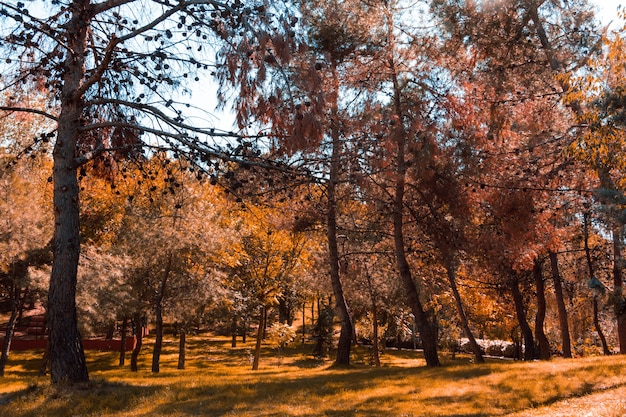 Paisaje de otoño en el parque. Copie el espacio. Enfoque selectivo.