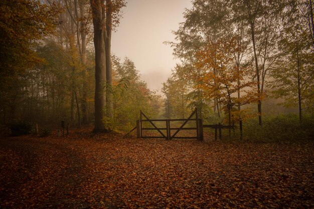 Paisaje de otoño con una puerta de madera en el bosque en un día de niebla