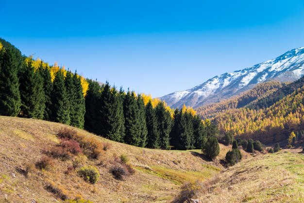 Paisaje de otoño Árboles amarillos y verdes