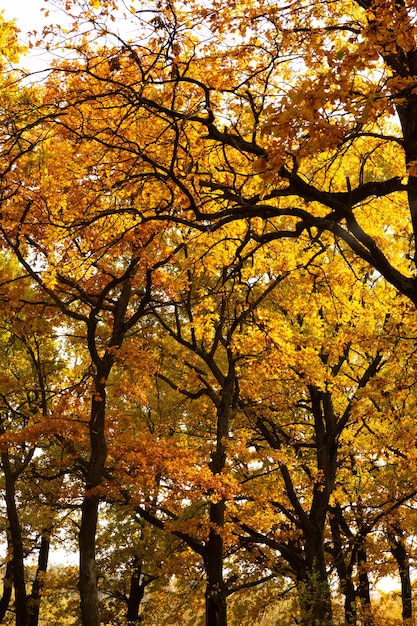 Paisaje de otoño con robledal en septiembre