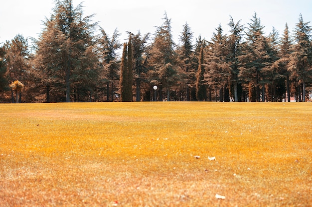 Paisaje de otoño