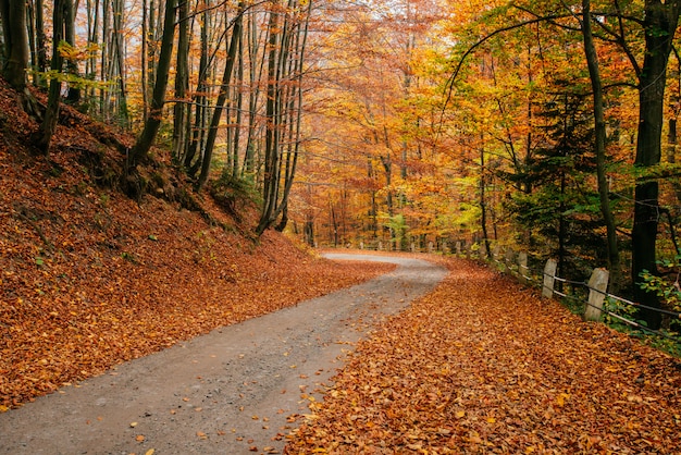 Paisaje de otoño