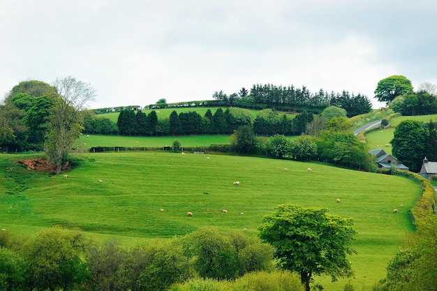 Foto paisaje con ovejas en las colinas del parque nacional de snowdonia en el norte de gales en el reino unido.