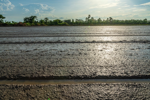 Paisaje paisaje barro y agua en un campo de arroz Preparación del campo de arroz para sembrar la semilla de arroz con nubes esponjosas cielo azul fondo de luz del día