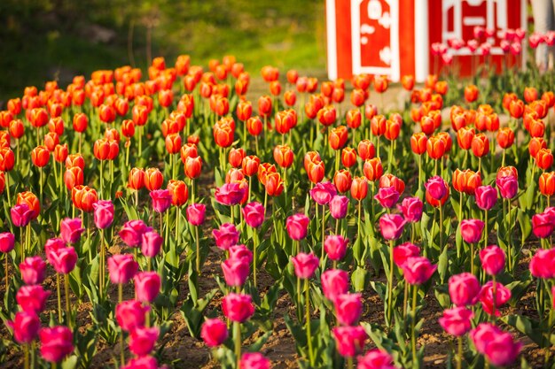 Paisaje de los Países Bajos ramo de tulipanes en el campo del pueblo rural