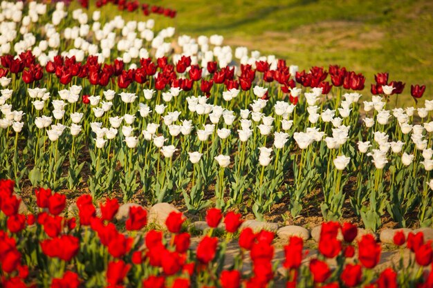 Paisaje de los Países Bajos ramo de tulipanes en el campo del pueblo rural