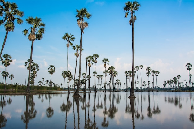 paisaje de palmera de azúcar en Tailandia