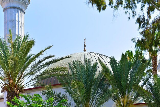 Foto paisaje con palmeras y la cúpula de la mezquita musulmana turquía alanya