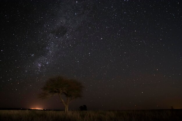 Paisaje pampeano fotografiado de noche con un cielo estrellado provincia de La Pampa Patagonia Argentina