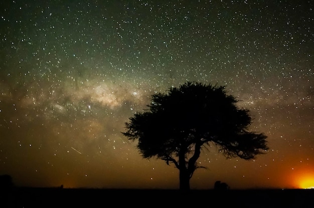 Paisaje pampeano fotografiado de noche con un cielo estrellado provincia de La Pampa Patagonia Argentina