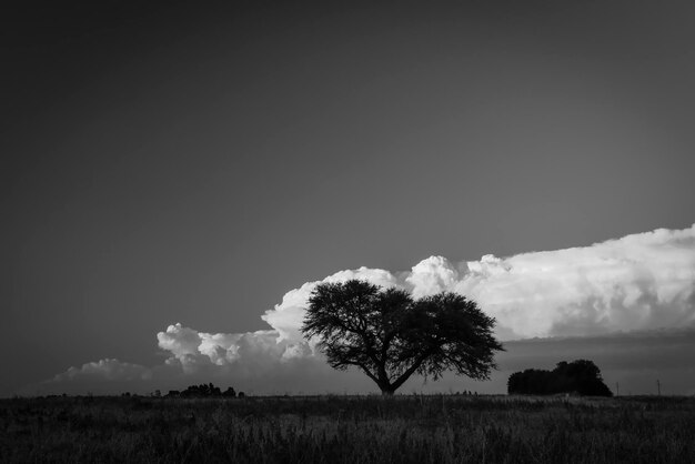 paisaje pampeano