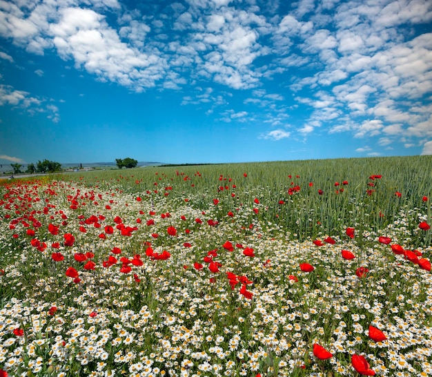 Paisaje panorámico Amapolas rojas y margaritas en un campo de trigo en el Kuban..