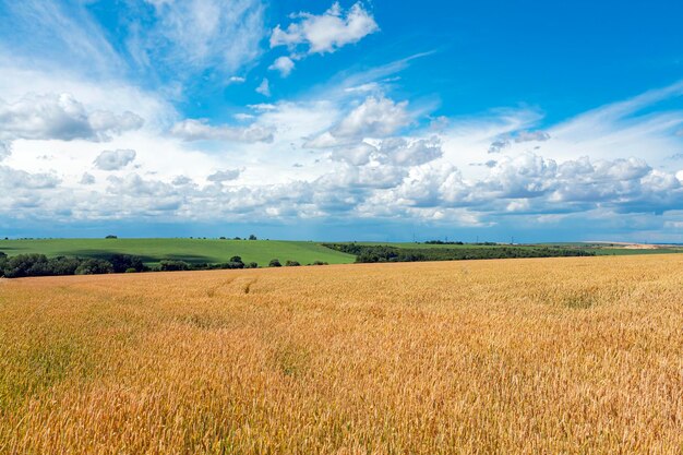 Paisaje panorámico de un campo de trigo y cielo azul contra el fondo de las nubes...