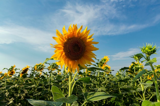 Paisaje panorámico de campos de girasoles y nubes de cielo azul.